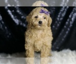 Small #4 Poodle (Miniature)