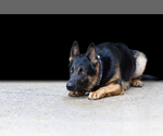 Small Photo #17 German Shepherd Dog Puppy For Sale in YELM, WA, USA
