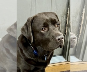 Mother of the Labrador Retriever puppies born on 04/22/2025