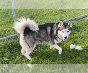Siberian Husky Dogs for adoption in McKinleyville, CA, USA