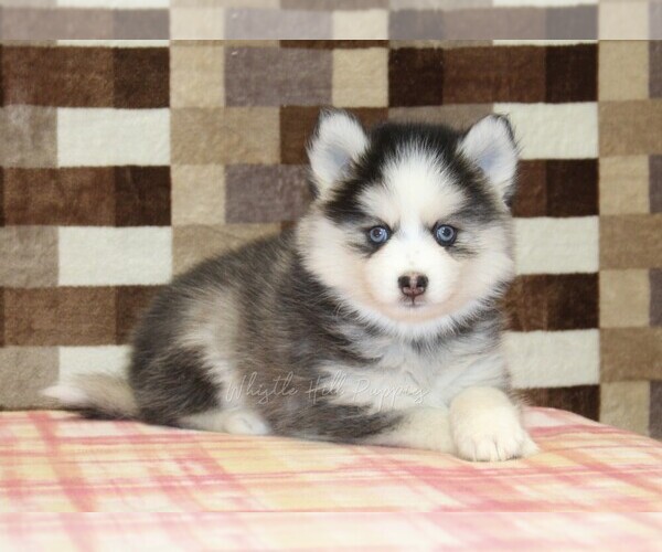 Medium Photo #2 Pomsky Puppy For Sale in DENVER, PA, USA