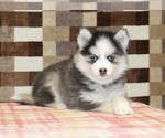 Small #1 Pomsky