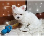 Small Photo #6 Maltese Puppy For Sale in PISCATAWAY, NJ, USA