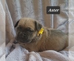 Small #9 Cane Corso