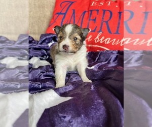 Shetland Sheepdog Puppy for sale in KINGSPORT, TN, USA