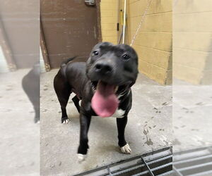 Mutt Dogs for adoption in Stockton, CA, USA