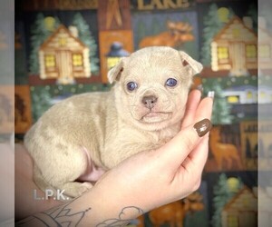 Chihuahua Puppy for sale in WINNSBORO, LA, USA
