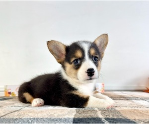 Pembroke Welsh Corgi Puppy for sale in GREENFIELD, IN, USA