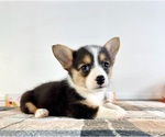 Small Pembroke Welsh Corgi