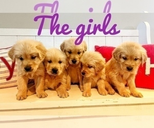 Golden Retriever Puppy for sale in MADISON, NC, USA