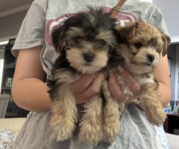 Medium Photo #1 Morkie Puppy For Sale in HOUSTON, TX, USA