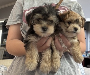 Morkie Litter for sale in HOUSTON, TX, USA