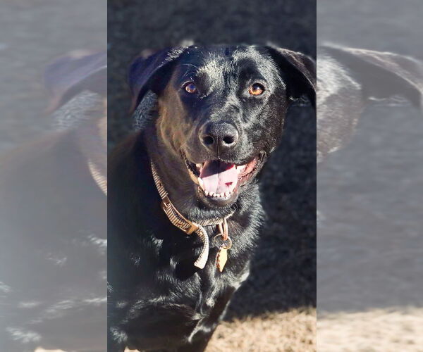 Medium Photo #2 Labrador Retriever-Unknown Mix Puppy For Sale in McKinney, TX, USA