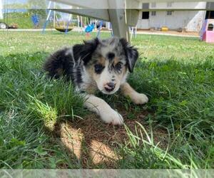 Australian Shepherd-Unknown Mix Puppy for sale in JEROMESVILLE, OH, USA