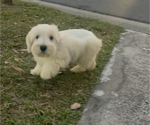 Schnoodle (Miniature) Puppy for sale in TAMPA, FL, USA