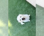 Small #1 Poochon