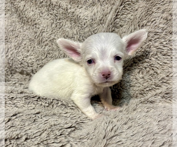 Medium Photo #3 Chiweenie Puppy For Sale in BURLINGTON TOWNSHIP, PA, USA