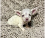 Small #2 Chiweenie