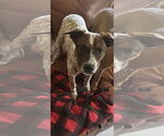 Small #7 Mutt