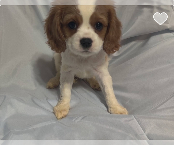 Medium Photo #1 Cavalier King Charles Spaniel Puppy For Sale in LOUISVILLE, KY, USA