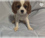Image preview for Ad Listing. Nickname: Chloe