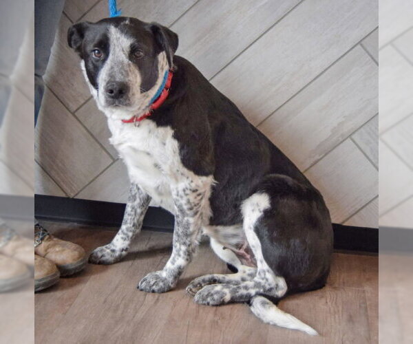 Medium Photo #5 Border Collie-Unknown Mix Puppy For Sale in Huntley, IL, USA