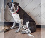 Small #4 Border Collie Mix