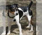 Small Photo #1 Jack Russell Terrier Puppy For Sale in MOUNT CARMEL, PA, USA