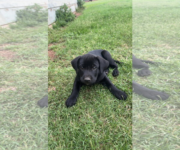 Medium Photo #1 Labrador Retriever-Unknown Mix Puppy For Sale in Grafton, WI, USA