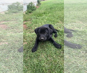 Labrador Retriever-Unknown Mix Dogs for adoption in Grafton, WI, USA