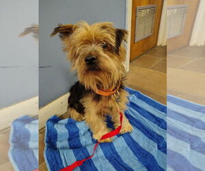Mutt Dogs for adoption in Evansville, IN, USA