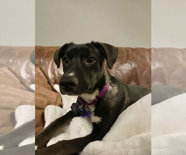 Medium Photo #8 Mutt Puppy For Sale in Oak Bluffs, MA, USA