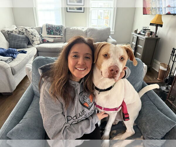 Medium Photo #6 Mutt Puppy For Sale in Elmsford, NY, USA