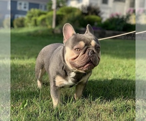 Father of the French Bulldog puppies born on 09/30/2021