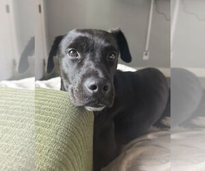 Mutt Dogs for adoption in Royse City, TX, USA