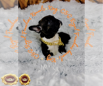 Puppy 5 French Bulldog
