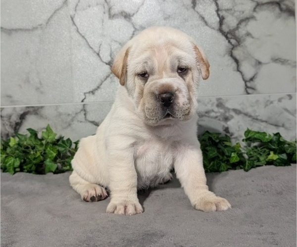 Medium Photo #1 Cocker-Pei Puppy For Sale in GOSHEN, IN, USA