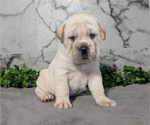 Puppy Cody Cocker-Pei