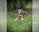 Small #3 Labrador Retriever Mix