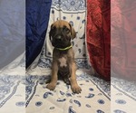 Puppy Mr Lime Great Dane