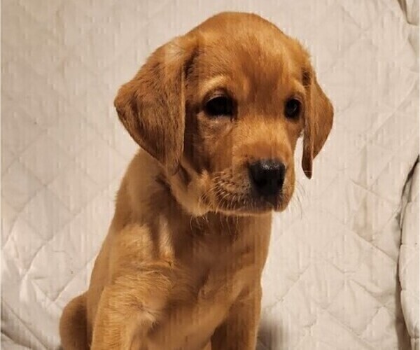 Medium Photo #53 Labrador Retriever Puppy For Sale in BUFFALO, NY, USA