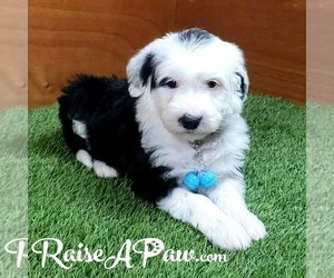 Sheepadoodle Puppy for Sale in OVERGAARD, Arizona USA
