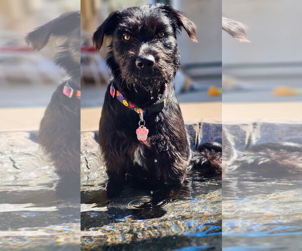Medium Photo #8 Wirehaired lab Puppy For Sale in Newport Beach, CA, USA