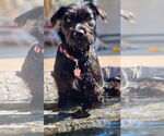 Small #7 Wirehaired lab