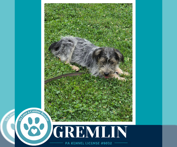 Medium Photo #2 Shih Tzu-Unknown Mix Puppy For Sale in Kimberton, PA, USA