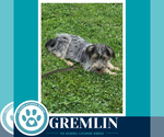 Small #1 Shih Tzu Mix