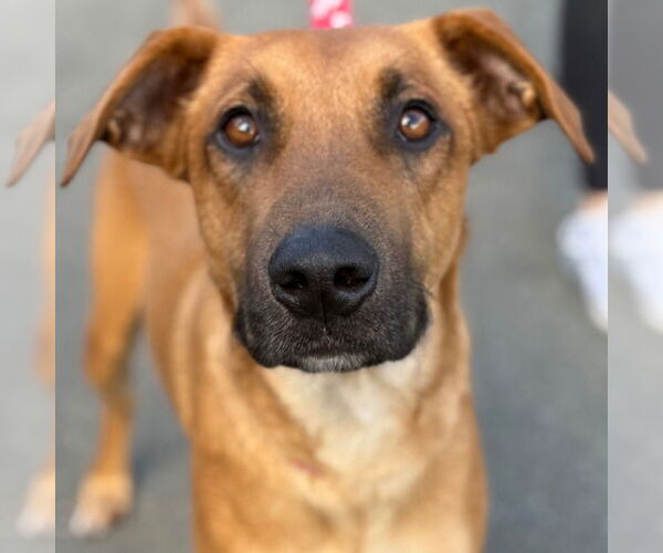 Medium Photo #8 Mutt Puppy For Sale in Canton, CT, USA