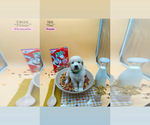 Puppy 4 Golden Retriever-Samoyed Mix