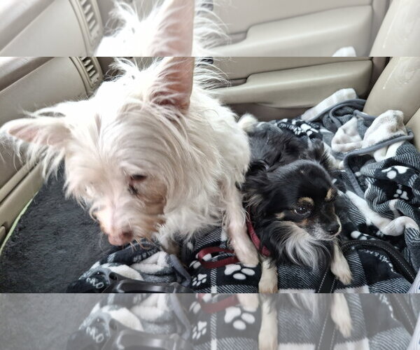 Medium Photo #7 Chihuahua Puppy For Sale in Sebec, ME, USA