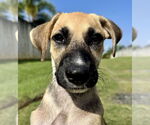 Small #1 Black Mouth Cur Mix